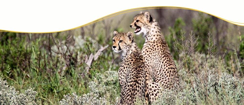 Botswana mit Ikarus Tours Botswana mit Ikarus Tours
