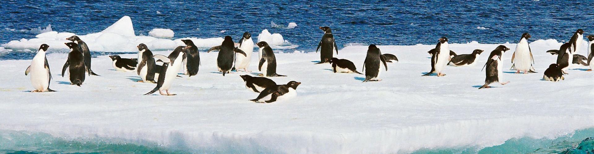 Pinguine mit Hapag Lloyd Expedition