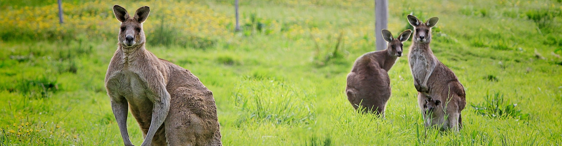 Reisetipps zum Thema: Känguru